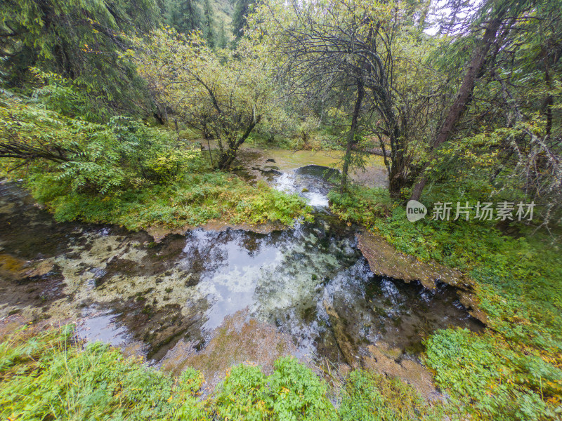 静谧的森林与湖景