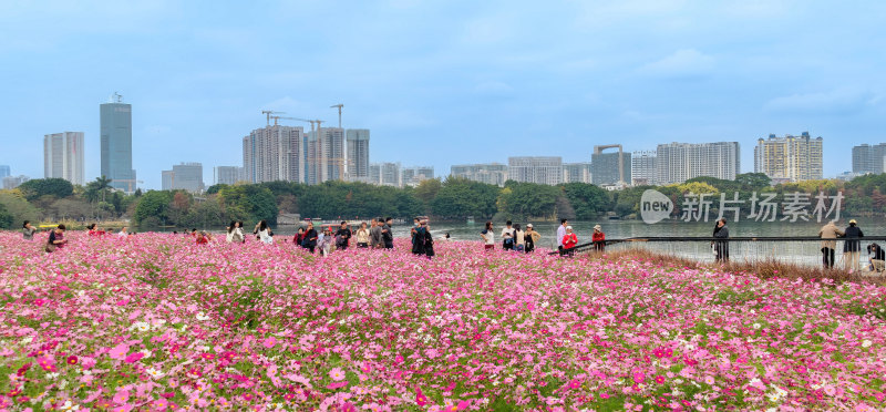 广州市海珠湖公园内盛开的格桑花