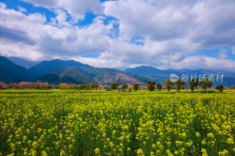 油菜花田与山