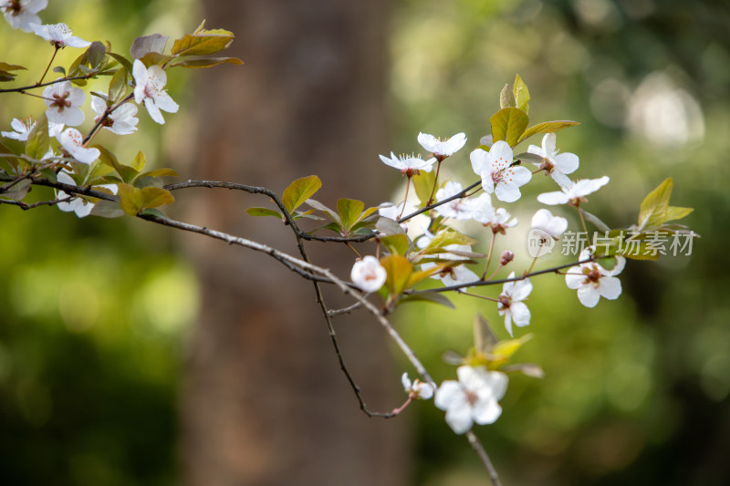 春天枝头绽放的白色鲜花紫叶李