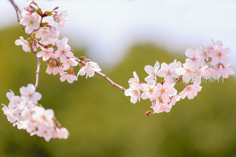 春日樱花季