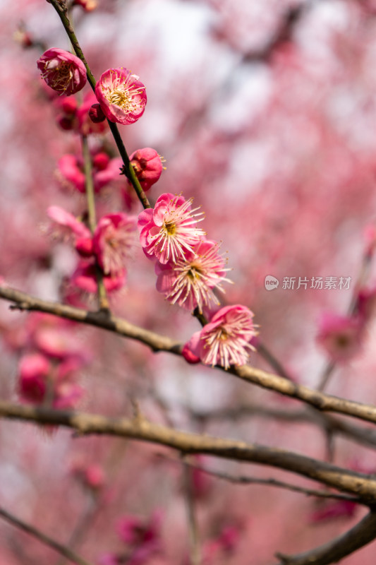 娇艳红梅盛开的花枝特写