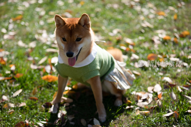 坐在草地上的快乐柴犬