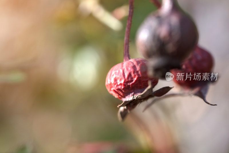 干枯的月季花种子