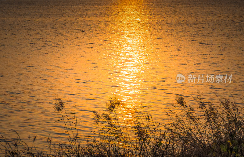 夕阳下河边芦苇荡自然风景