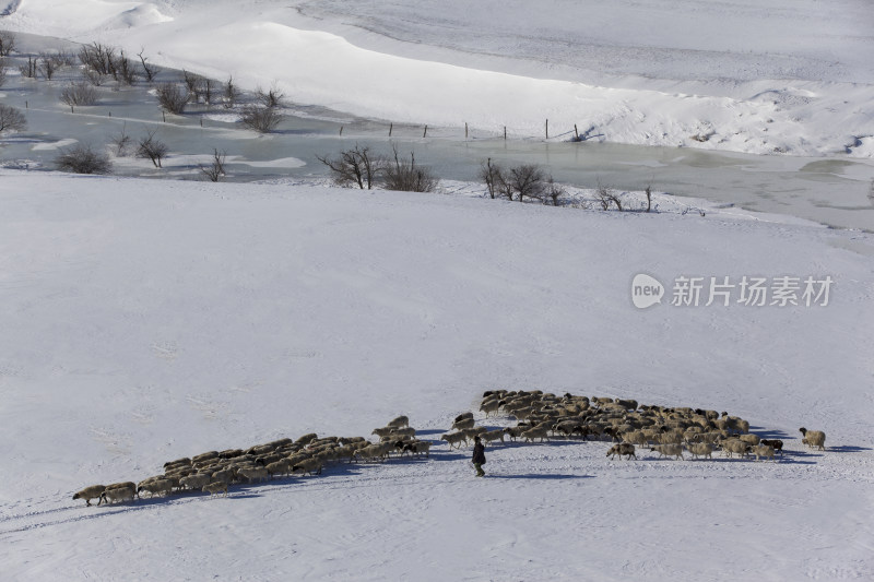 坝上冬日雪景马群羊群骆驼白桦树