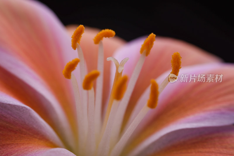 露薇花特写