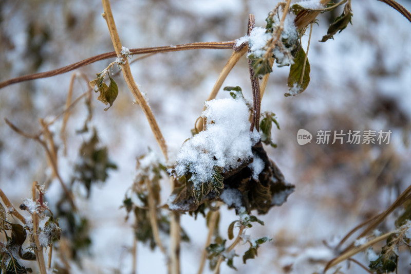 冬天植物被雪花覆盖的照片