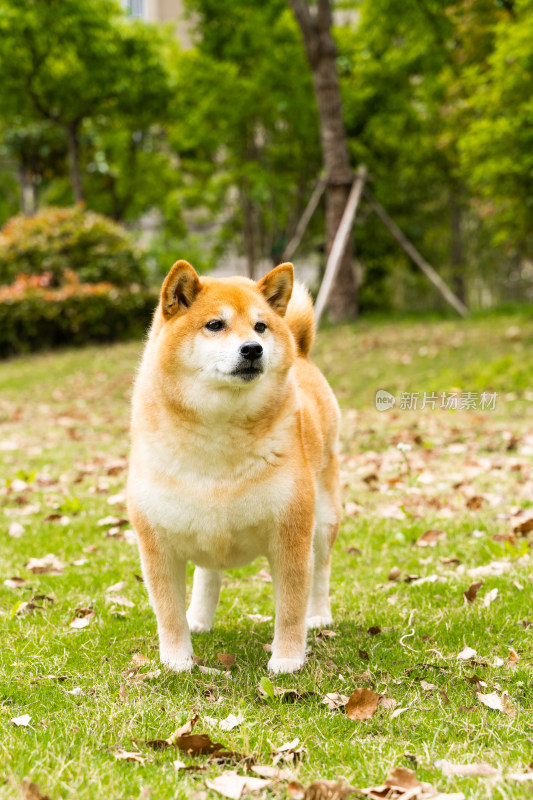 日可爱的本柴犬狗狗在公园草地上觅食