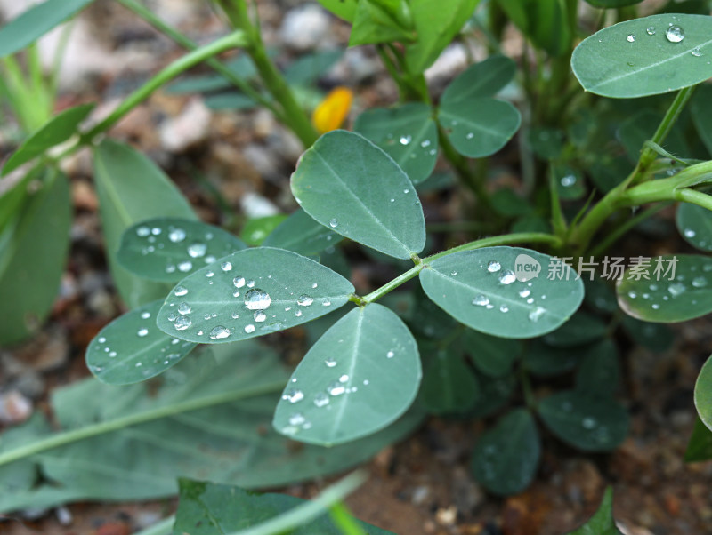 春天绿色的植物叶子树叶和水滴雨滴