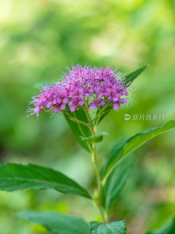 春天的粉花绣线菊