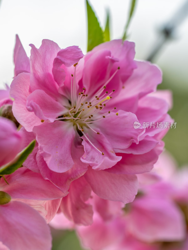 春天的桃花开花特写