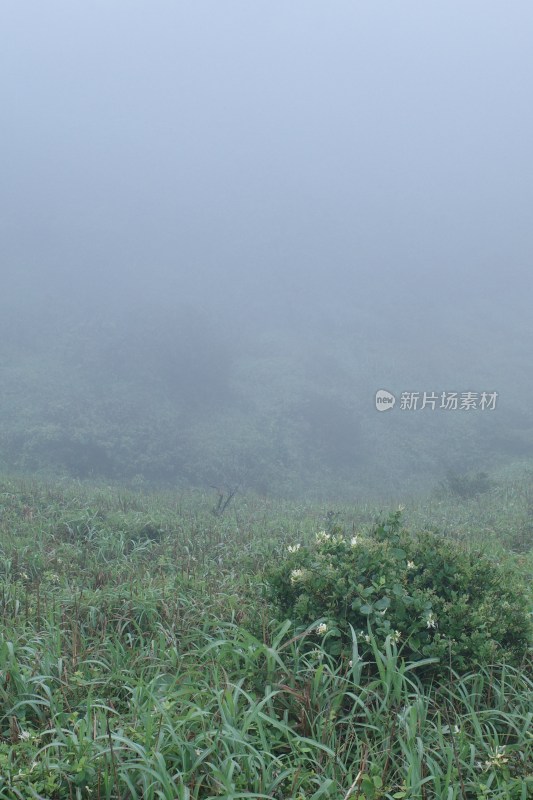 大雾笼罩下的草地植被自然景观