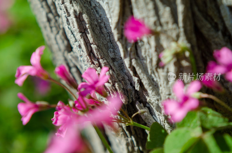 树干旁绽放的粉色小花