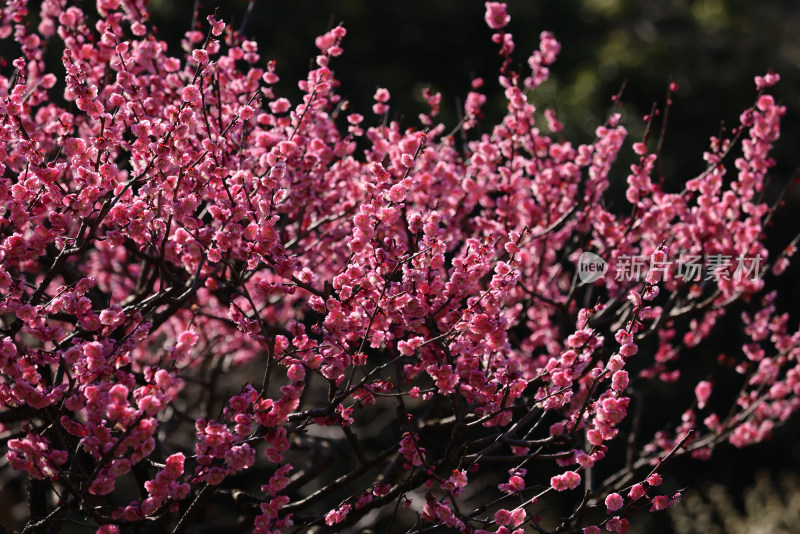 杭州西湖花港观鱼梅花盛开