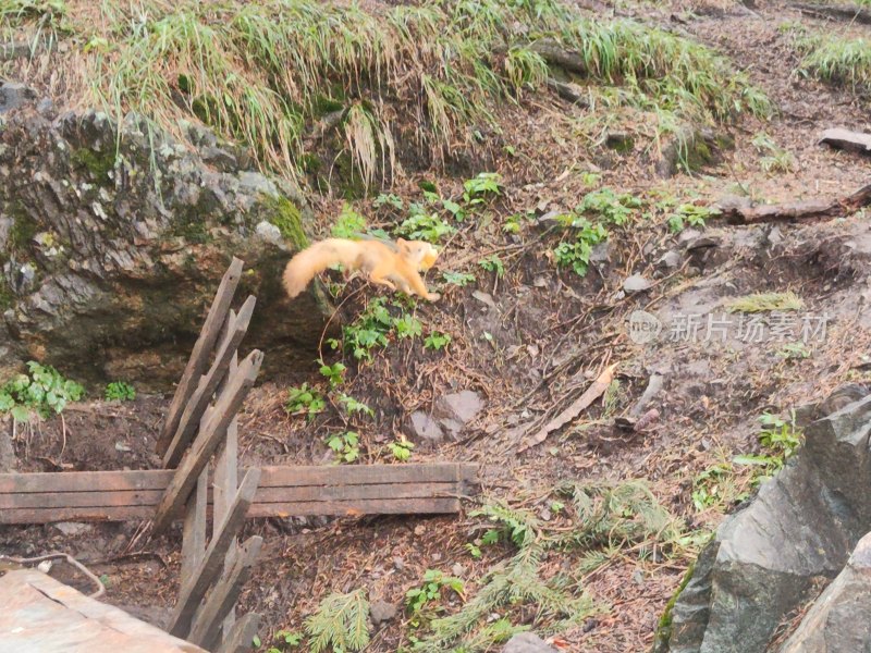 林间跳跃的松鼠