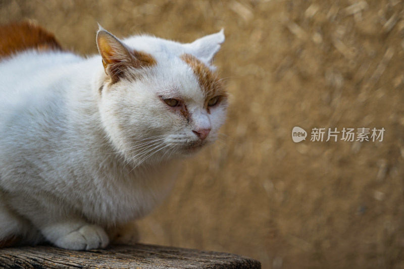 农村院子中椅子上的猫