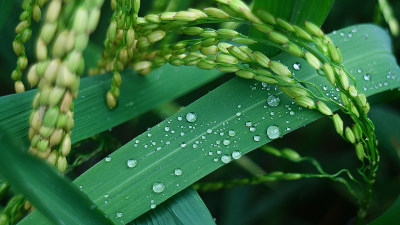 水稻特写镜头