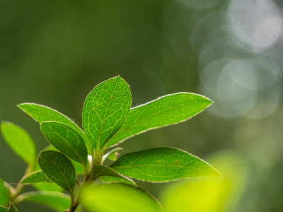 植物在野外生长的特写镜头