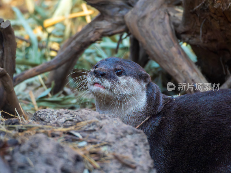 自然环境中的水獭特写