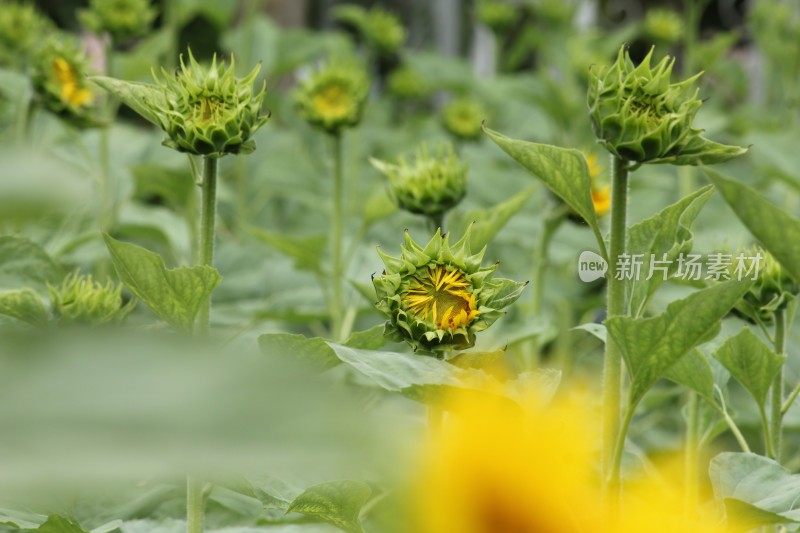 大片向日葵花田绿叶黄花生机勃勃