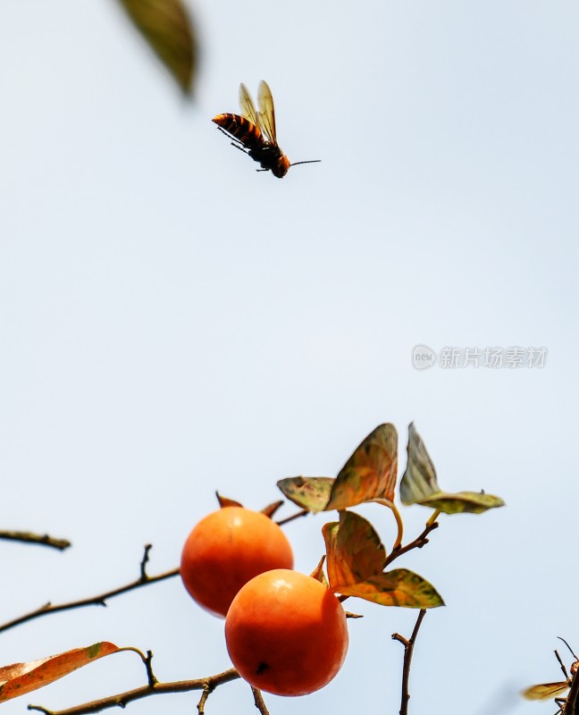 重庆酉阳：大龙村的柿子红了
