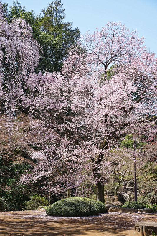 日本，川越喜多院，日式建筑与垂枝樱