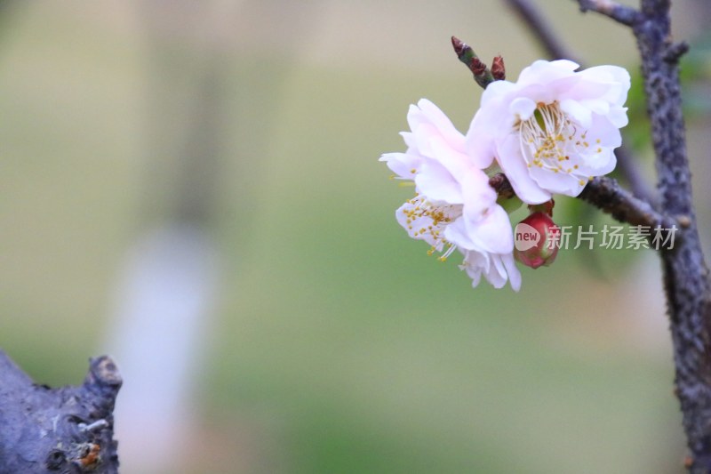 白色梅花 粉红梅花 白梅