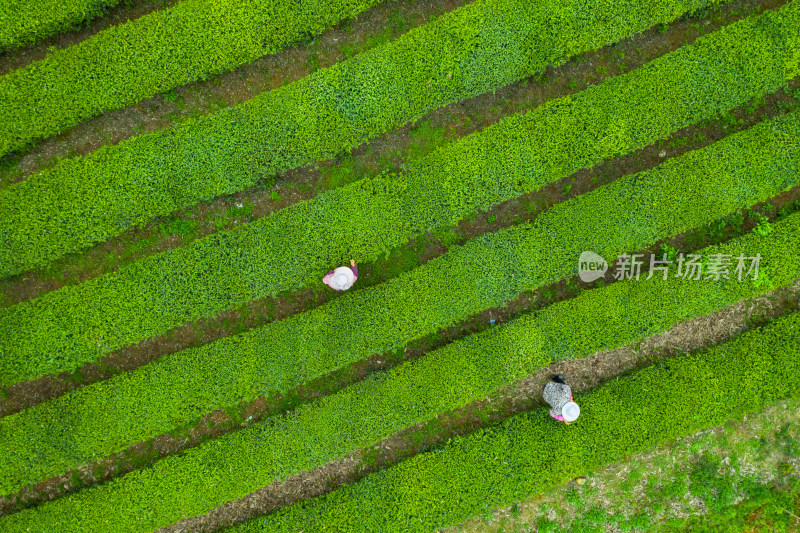 茶园茶山