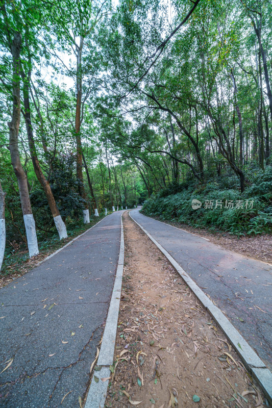 广州番禺大夫山森林公园森林公路景观