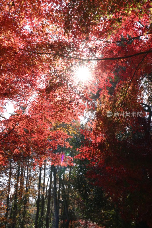 杭州九溪阳光穿透树叶 唯美红叶红枫光影