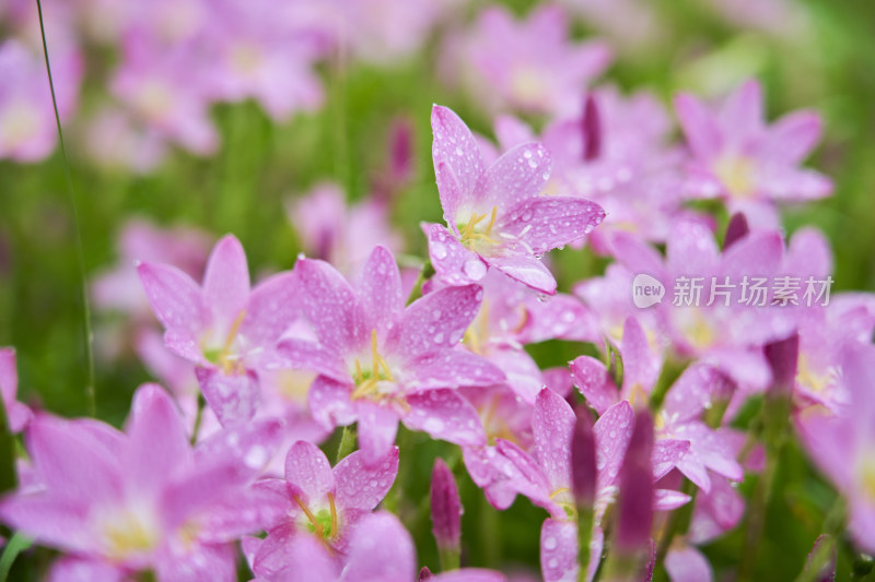 粉色的风雨兰花海