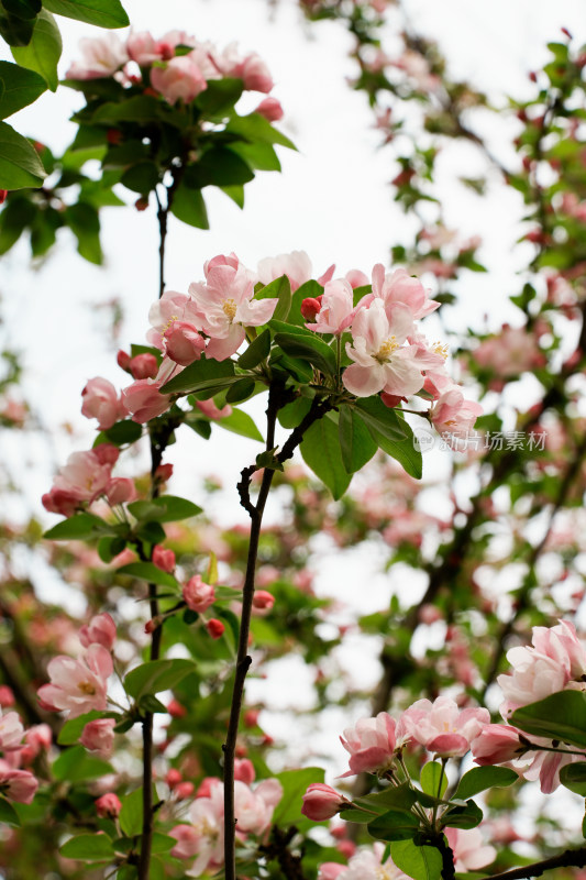 北京元大都公园海堂节海棠