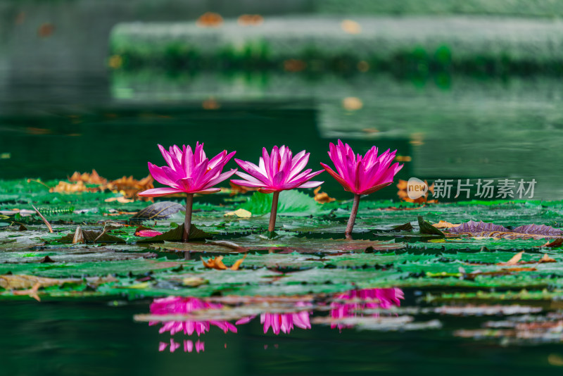 三朵粉色睡莲盛开于水面的自然景象