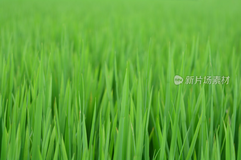 生长的水稻