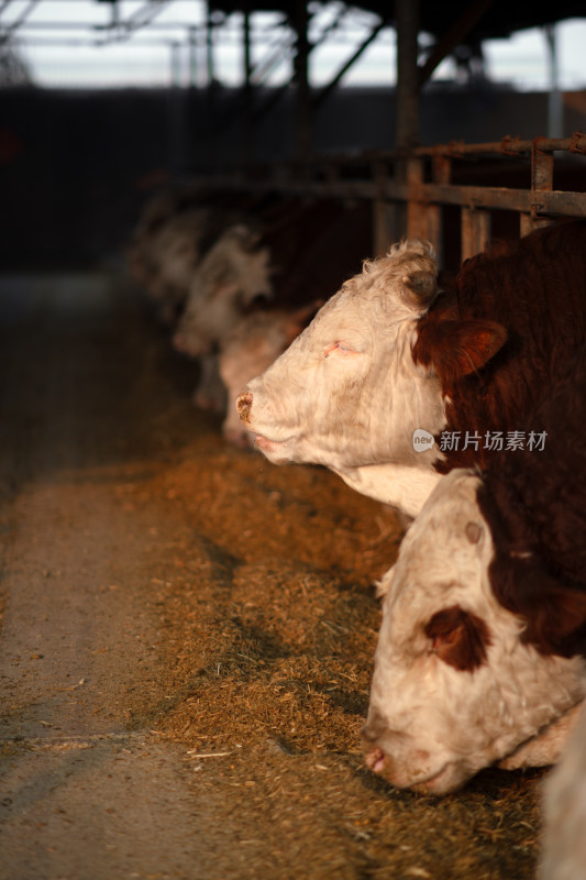 养牛场牛栏里的牛在吃饲料