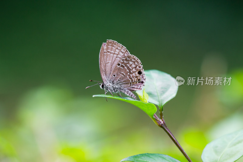 蝴蝶微距生态摄影