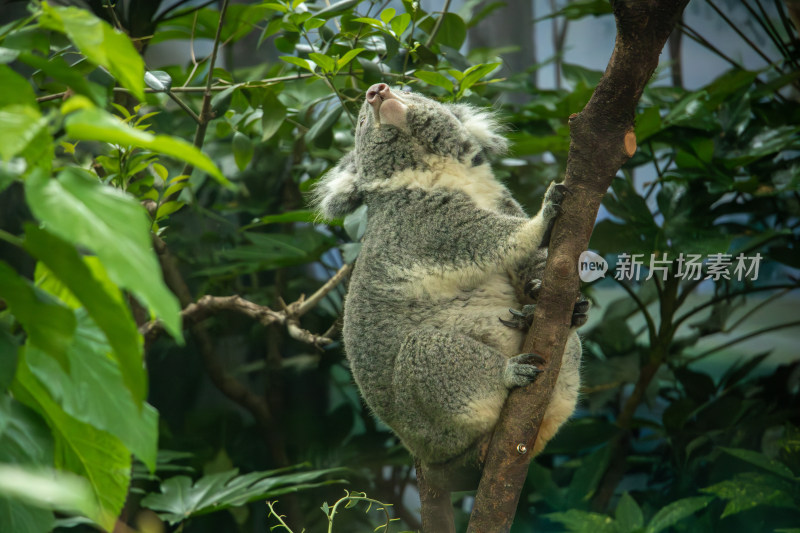 树上休息的考拉树袋熊