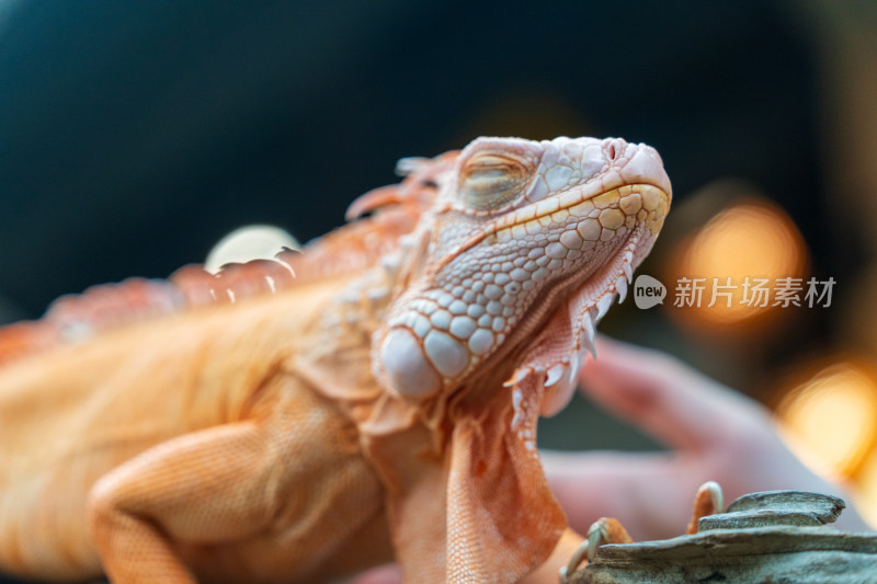 游客在清迈夜间动物园里抚摸橙色的鬣蜥