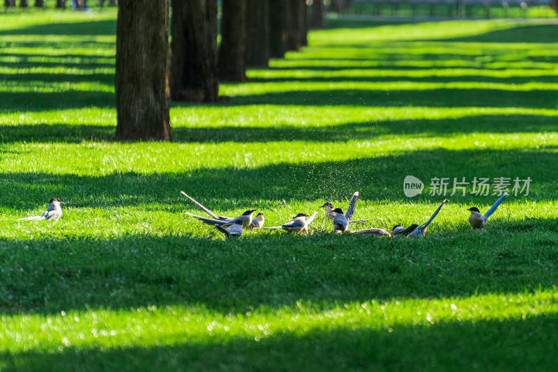 公园草坪上喝水嬉戏的灰喜鹊