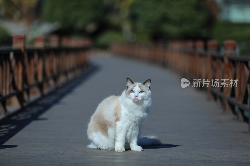 坐在栈道上的布偶猫