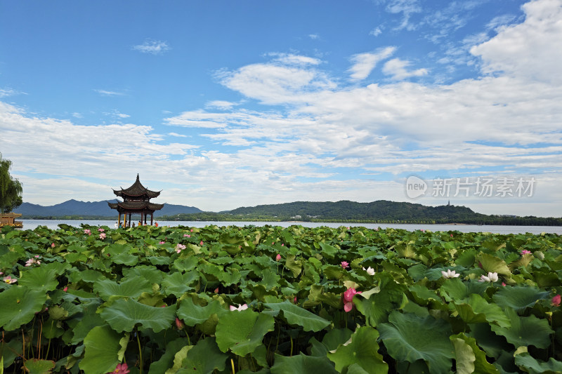 夏天的杭州西湖