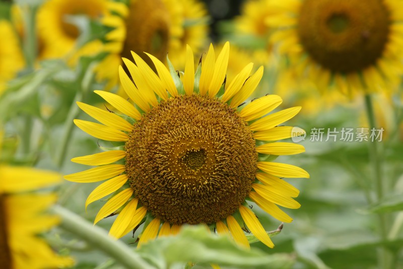 大片向日葵花田绿叶黄花生机勃勃