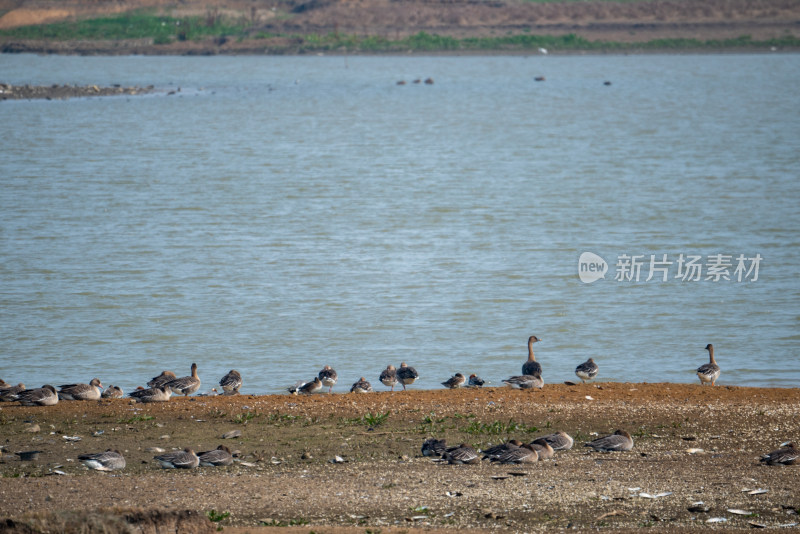 武汉东西湖府河湿地候鸟