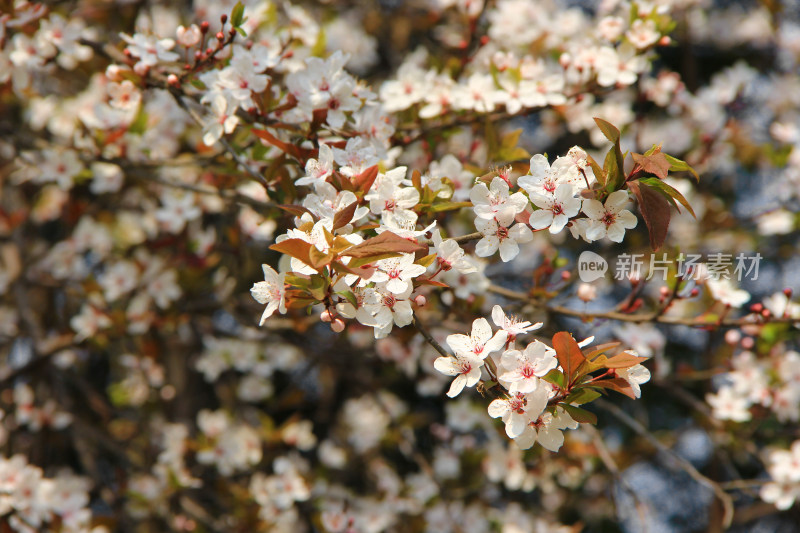 白色的李花 春天 红叶李