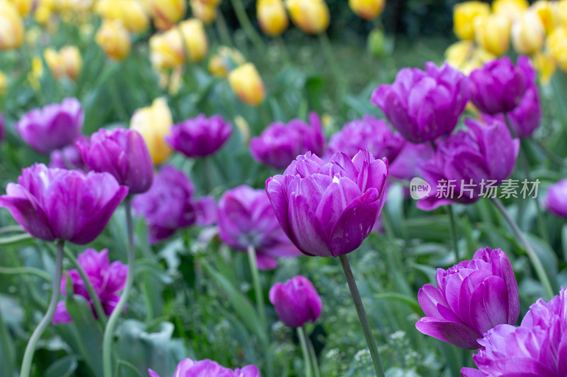 杭州太子湾多彩郁金香花海景观