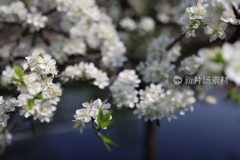 春天盛开的李子花特写