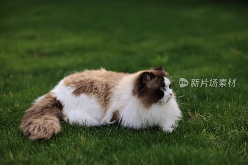 一只在绿色草坪上的布偶猫