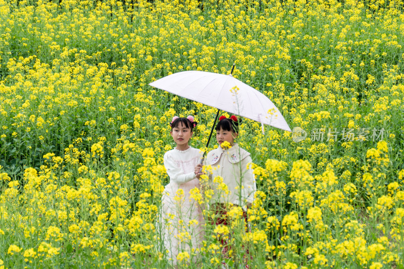 福州花海公园游客漫步观赏黄色油菜花田