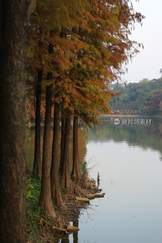 水边红叶树木自然风光